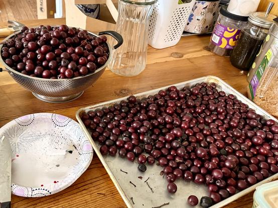 A kitchen counter with a large colander and sheet pan filled with Asian plums. 