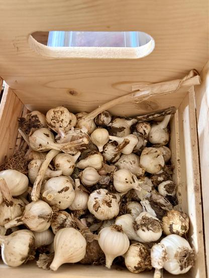 Unprocessed garlic cloves