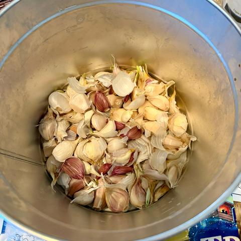 Sprouting garlic cloves 
