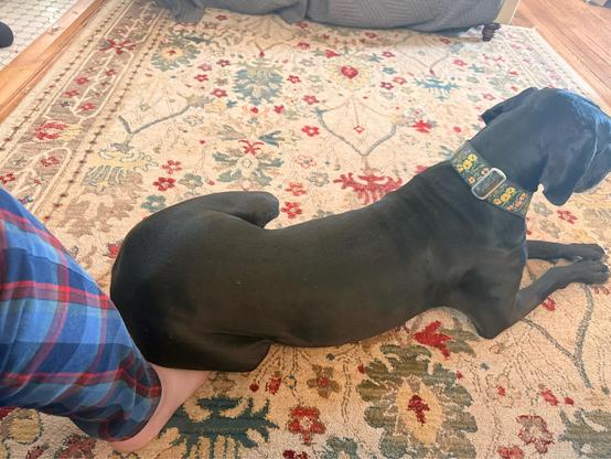 Photo of a black Great Dane laying on someone’s foot.