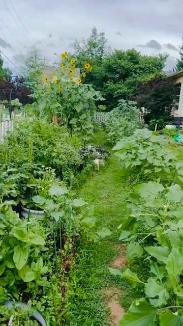 A video of a walk through a path lined with sunflowers.  Music by Kristy Kruger.