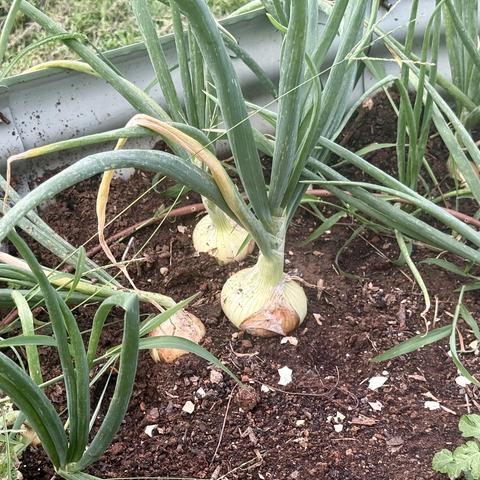 Photos of onions pushing up through the soil.