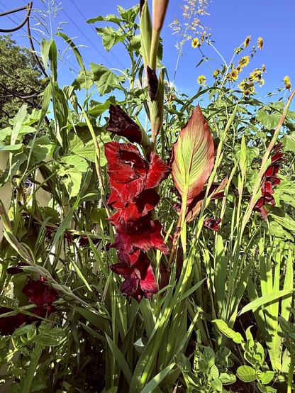 A Espresso Gladiolus bloom.