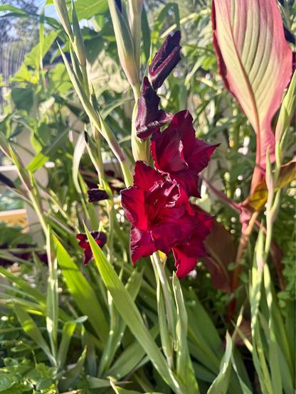 A Espresso Gladiolus bloom.