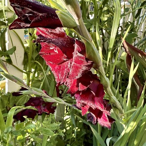 A Espresso Gladiolus bloom.