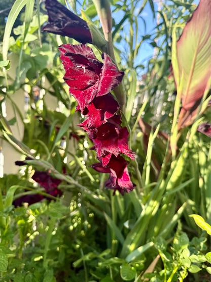 A Espresso Gladiolus bloom.