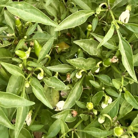 Small green Thai chilis on a plant.