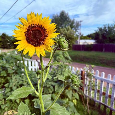 A full sunflower in bloom.