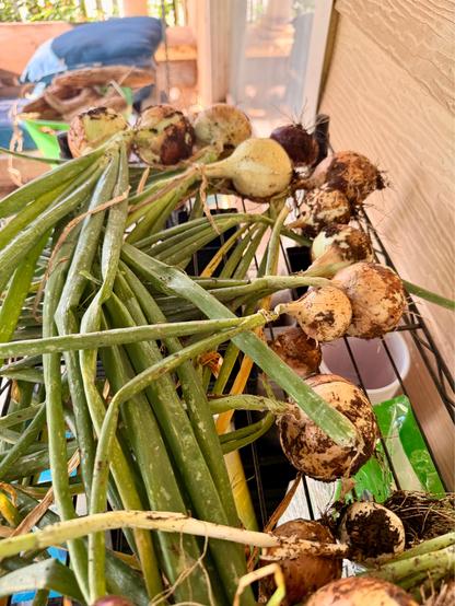 Onions and Garlic Drying