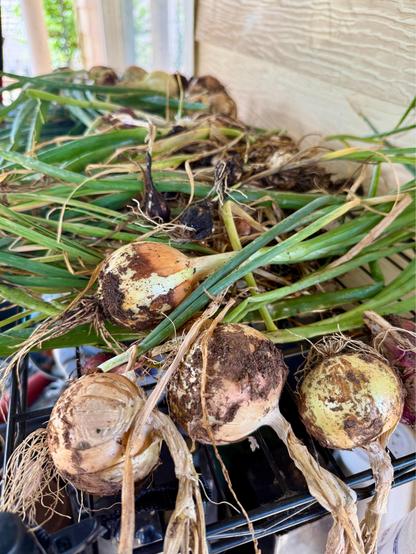 Onions and Garlic Drying