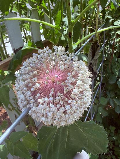 A leak flower.