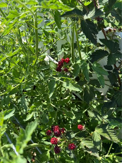 Blackberries which are still red but ripening nicely.