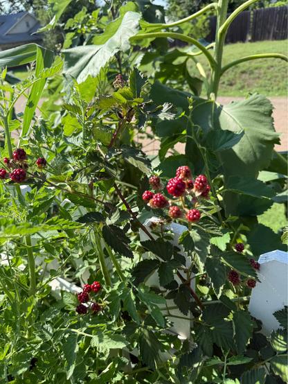 Blackberries which are still red but ripening nicely.