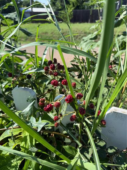 Blackberries which are still red but ripening nicely.