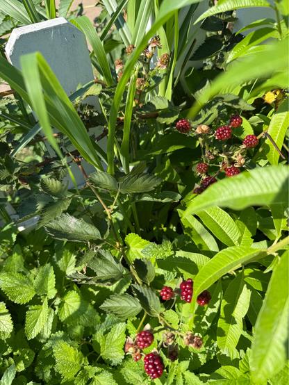 Blackberries which are still red but ripening nicely.