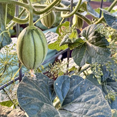 Mellon on a trellis.