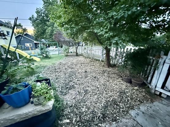 Bare patch in yard covered with a think layer of mulch.
