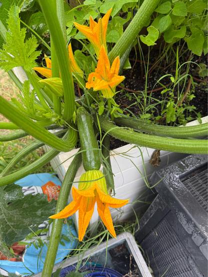 Zucchini fruit on plant.