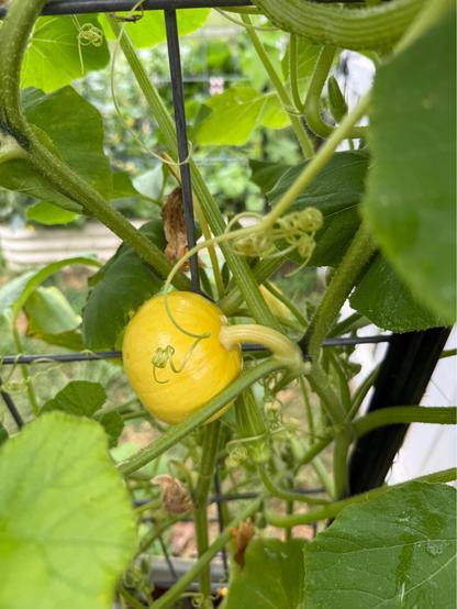 Yellow Squash on vine.