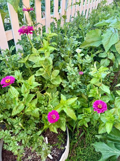 Zinnia flowers in bloom.