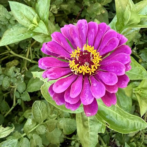 Zinnia flower close up.