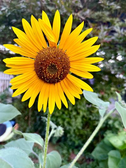 Sunflower in bloom.