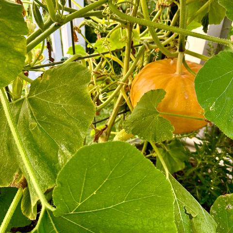 A yellow pumpkin hanging on a vine.
