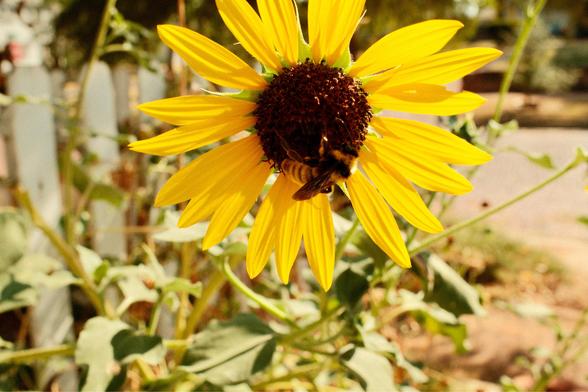 Bee on a sunflower 