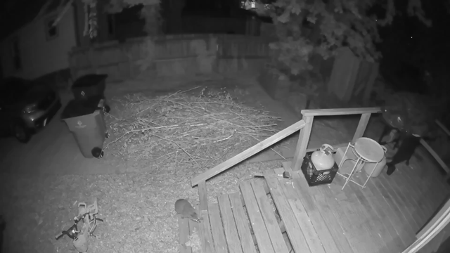 A raccoon exploring a back porch.