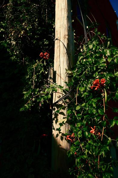 Trumpet vine growing on a telephone pole.